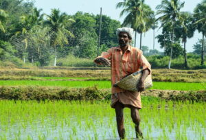 Indian agriculture field and farmer